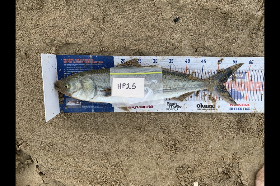 Mark Piskulic caught this 52.0cm Kahawai at Northland during The Export NZ Fishing Competition